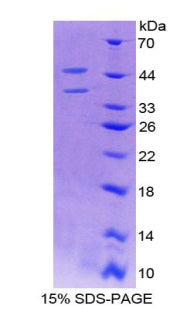 Figure 1. SDS-PAGE