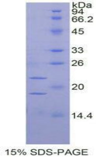 Figure 1. SDS-PAGE