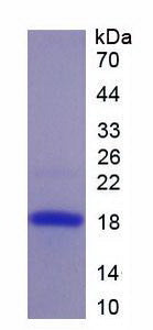 Figure 2. SDS-PAGE