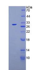 Figure 2. SDS-PAGE