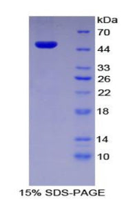 Figure 1. SDS-PAGE