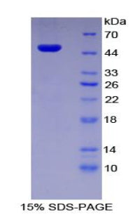 Figure 1. SDS-PAGE