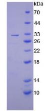 Figure 2. SDS-PAGE