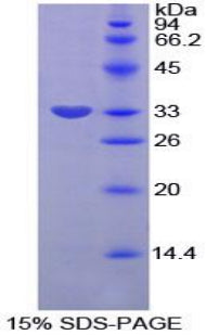 Figure 1. SDS-PAGE