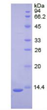Figure 2. SDS-PAGE