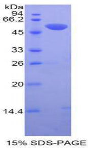 Figure 1. SDS-PAGE