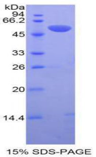 Figure 1. SDS-PAGE