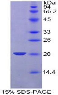 Figure 1. SDS-PAGE