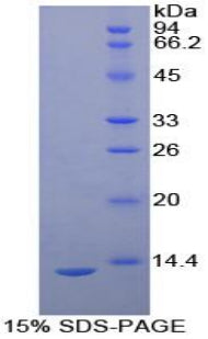 Figure 1. SDS-PAGE