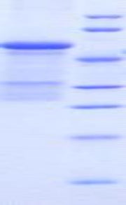 Figure 1. SDS-PAGE