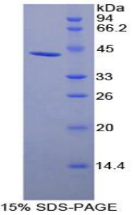 Figure 1. SDS-PAGE