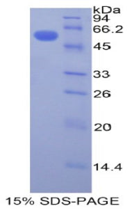 Figure 1. SDS-PAGE