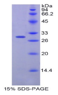 Figure 1. SDS-PAGE