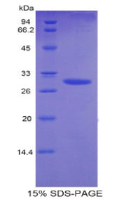 Figure 1. SDS-PAGE