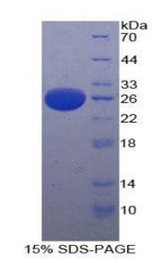 Figure 1. SDS-PAGE