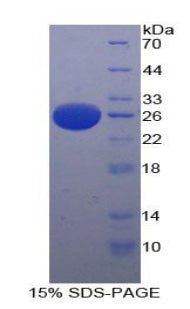 Figure 1. SDS-PAGE