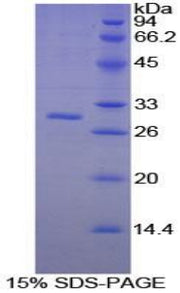 Figure 1. SDS-PAGE