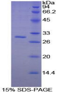 Figure 1. SDS-PAGE