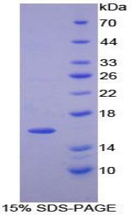 Figure 1. SDS-PAGE