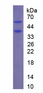 Figure 1. SDS-PAGE