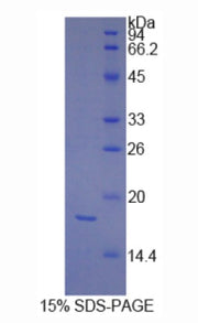 Figure 1. SDS-PAGE