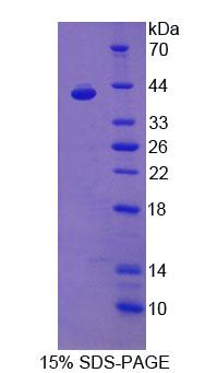 Figure 1. SDS-PAGE