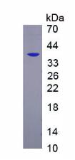 Figure 3. SDS-PAGE