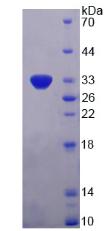 Figure 3. SDS-PAGE