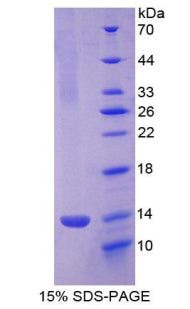 Figure 1. SDS-PAGE