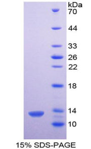 Figure 1. SDS-PAGE
