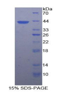 Figure 1. SDS-PAGE