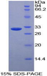 Figure 1. SDS-PAGE