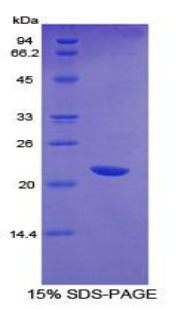 Figure 1. SDS-PAGE