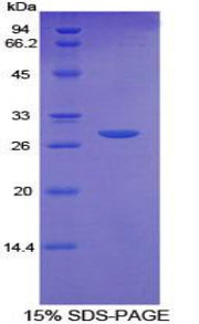 Figure 1. SDS-PAGE