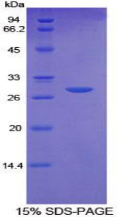Figure 1. SDS-PAGE