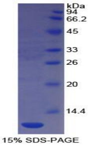 Figure 1. SDS-PAGE