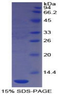 Figure 1. SDS-PAGE