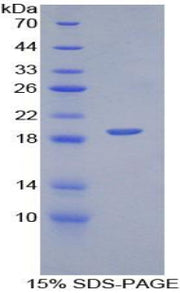 Figure 1. SDS-PAGE