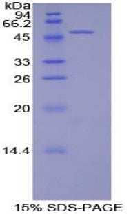 Figure 1. SDS-PAGE