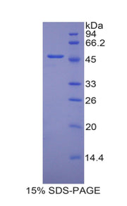 Figure 1. SDS-PAGE