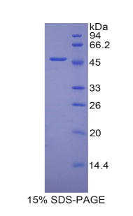 Figure 1. SDS-PAGE