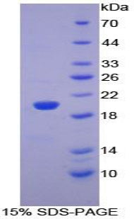 Figure 1. SDS-PAGE