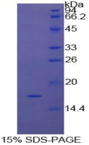 Figure 1. SDS-PAGE
