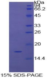 Figure 1. SDS-PAGE
