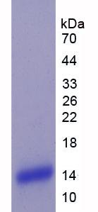 Figure 2. SDS-PAGE
