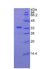 Figure 2. SDS-PAGE