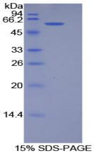 Figure 1. SDS-PAGE