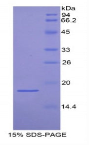 Figure 1. SDS-PAGE