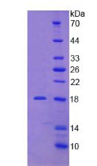 Figure 2. SDS-PAGE