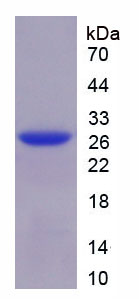 Figure 1. SDS-PAGE